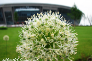 цветок на фоне Донбасс-Арены