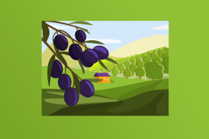 Оливковое поле