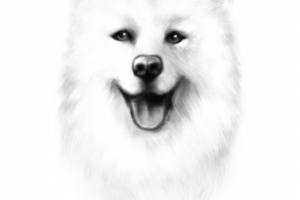 собака, иммитация карандаша