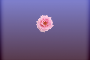 Логотип сайта Букет Пионов