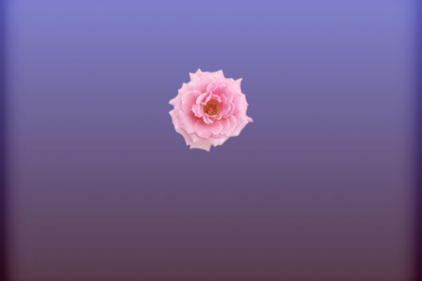 img4417082.png
