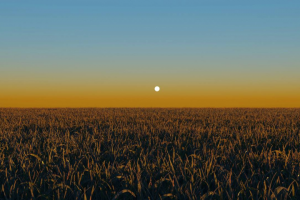 Русские поля.