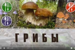 Видео Презентация "Грибы съедобные и несъедобные"