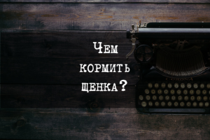 Чем кормить щенка?