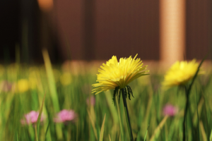 Работа 3688424