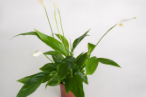 Работа 2124392