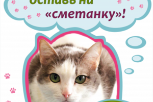 Плакат для Дня открытых дверей приюта для бездомных животных.