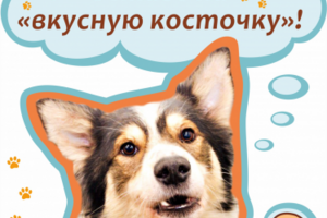 Плакат для Дня открытых дверей приюта для бездомных животных.