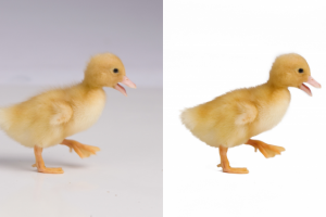 Обтравка животного с  пухом