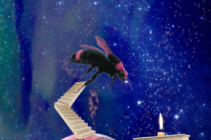 Обои для телефона