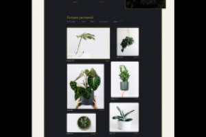 Магазин декоративных растений.