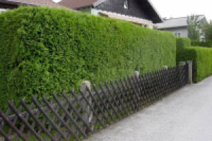 Живая изгородь