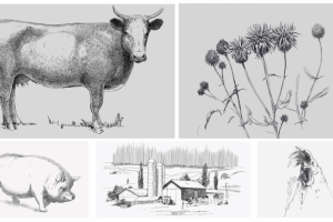 Иллюстрации