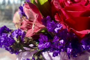 Фото растений, доя магазина