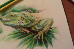 ящерица иллюстрация , цв. карандаши