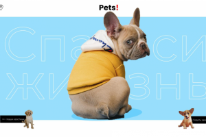 Приют для животных.