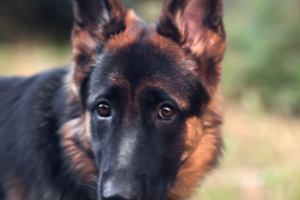 Фотосъемка животных