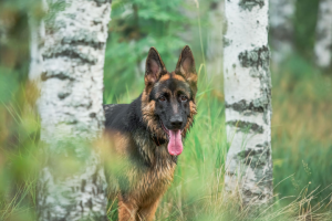 Фотосъемка животных