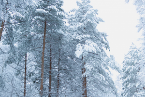 Зимний пейзаж