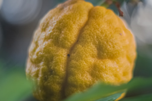 Макросъемка