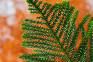 Макросъемка