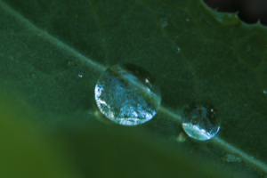 Макросъемка