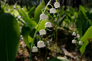 Макросъемка