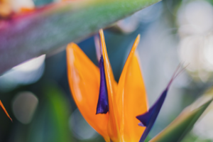 Макросъемка