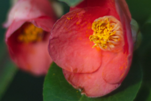 Макросъемка