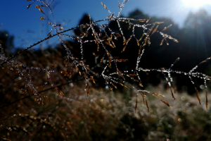 Макросъемка