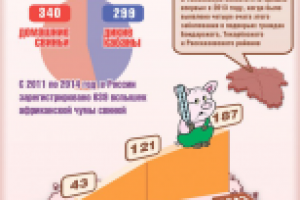 Чума свиней