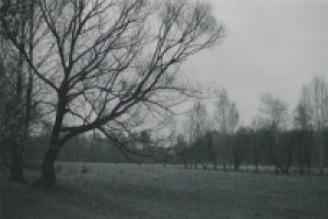 Дерево в поле