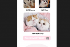 SaveShelter (Выдуманное название)