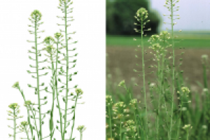 обтравка растения