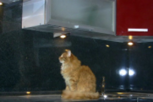 независимая экспертиза кухни