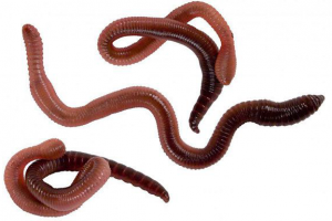 Черви для рыбалки