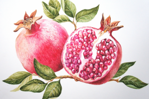 ботаническая иллюстрация