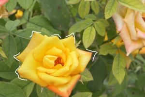 Художественный эффект на цветке в Adobe After Effects