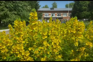 Второе видео для юбилея техникума