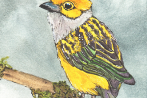 Акварельная иллюстрация танагера