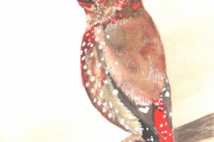 Акварельная иллюстрация малинового финча