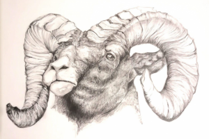 горный козел