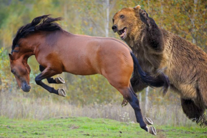 Залипательное видео на Клондайк ТВ