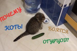 Почему коты боятся огурцов?