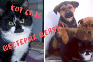 Кот спас шестерых щенят!
