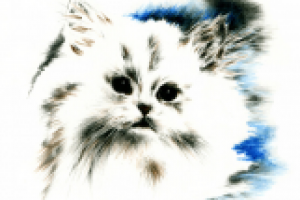 «Снежок» (котенок)