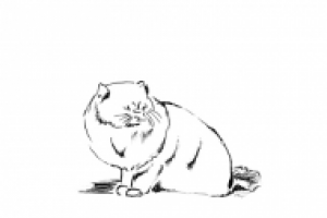 Персидский кот