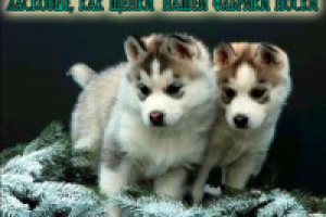 Слоган для носочной фабрики