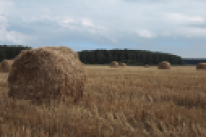 Презентация шеф повара / экоотель Романов Лес