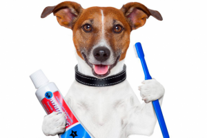 Стоматология для кошек собак и других животных